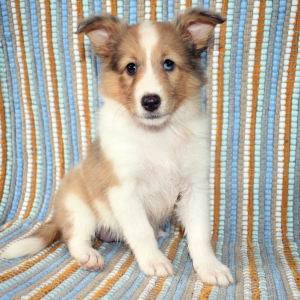 Shetland Sheepdog Puppy Willow