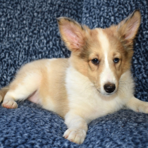 Shetland Sheepdog Puppy Willow