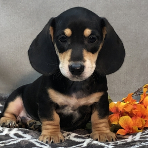 Dachshund Puppy Brandon