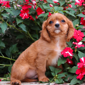 Cavalier King Charles Spaniel Puppy Archie