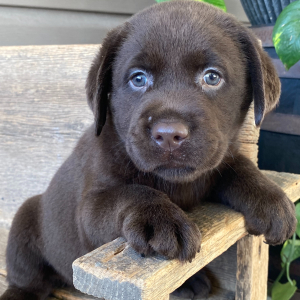 Labrador Retriever Puppy Eli