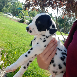 Dalmatian Puppy Rock