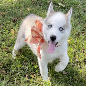 Siberian Husky Puppy Kathleen