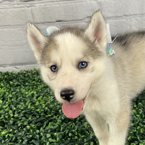 Siberian Husky Puppy Spring