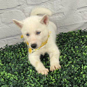 Siberian Husky Puppy Summer