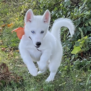 Siberian Husky Puppy Summer