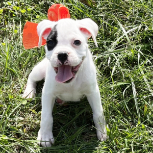 Boxer Puppy Ohara