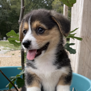 Pembroke Welsh Corgi Puppy Rosemary