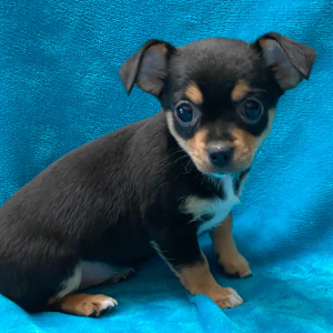 Chihuahua Puppy Dharma