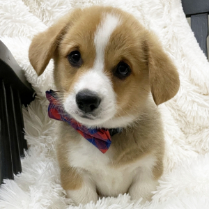 Pembroke Welsh Corgi Puppy Basil