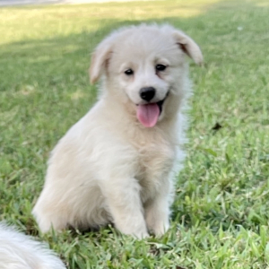 Poo-Shi Puppy Mr Buddy
