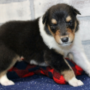 Collie Puppy Jolly