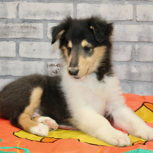 Collie Puppy Jolly