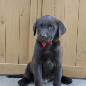 Labrador Retriever Puppy Poncho