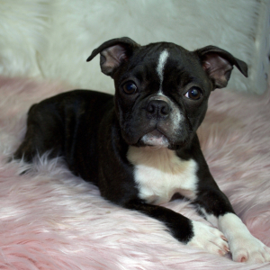 Boston Terrier Puppy Kate