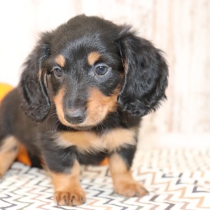Dachshund Puppy Mick
