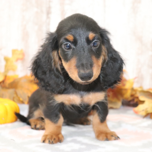 Dachshund Puppy Mick