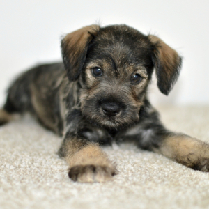 Miniature Schnauzer Puppy Winter