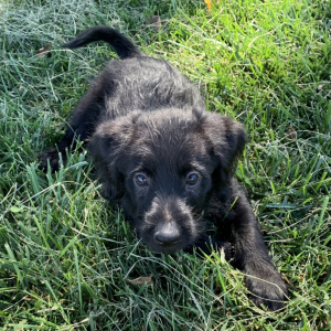 Labradoodle Puppy Olive