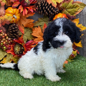 Havanese Puppy Valerie