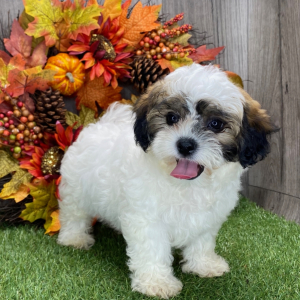 Shichon Puppy Kimber