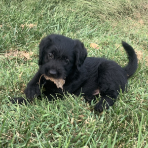 Labradoodle Puppy Lester