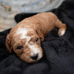 Cavapoo Puppy bandit