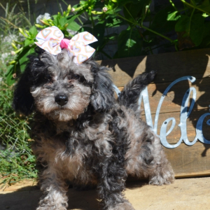 Bernedoodle Puppy Georgia Dawn