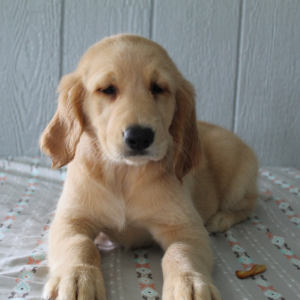 Golden Retriever Puppy Evie