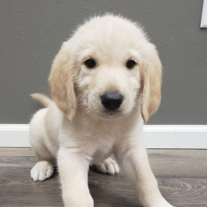 Labradoodle Puppy Clark
