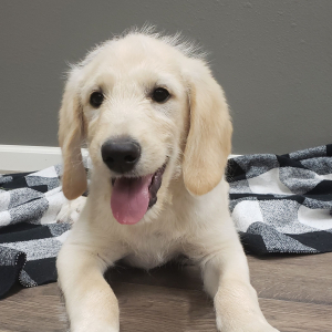 Labradoodle Puppy Clark