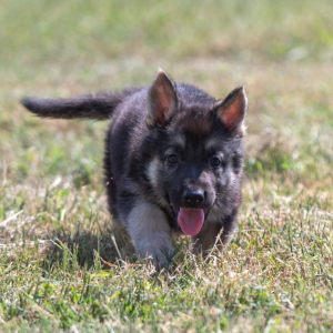 German Shepherd Dog Puppy Lena