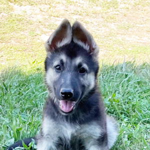German Shepherd Dog Puppy Lena