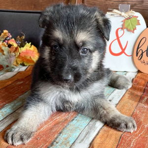 German Shepherd Dog Puppy Lola