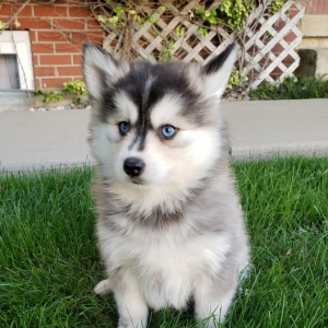 Pomsky Puppy Pearl