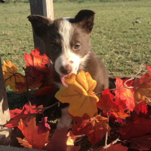 Border Collie Puppy Sara