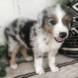 Australian Shepherd Puppy Whiskey