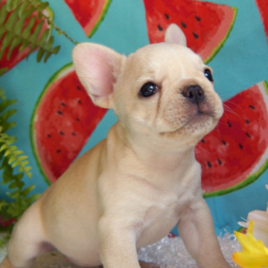 French Bulldog Puppy Gracie