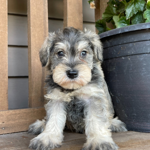 Miniature Schnauzer Puppy Forrest