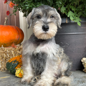 Miniature Schnauzer Puppy Forrest