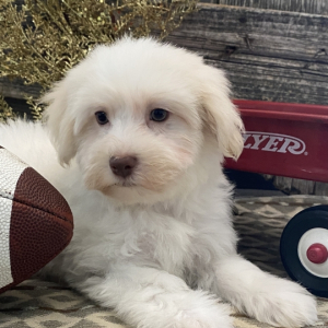 Havanese Puppy Brodi