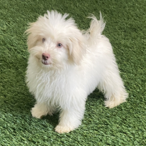 Havanese Puppy Brodi