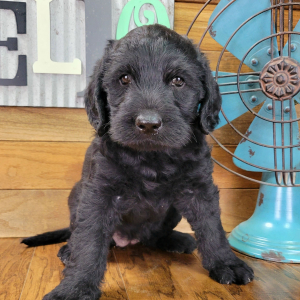 Labradoodle Puppy Cookie