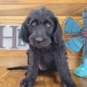 Labradoodle Puppy Cookie