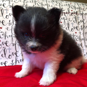 Pomeranian Puppy Rockie