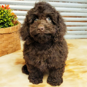Cockapoo Puppy Reece