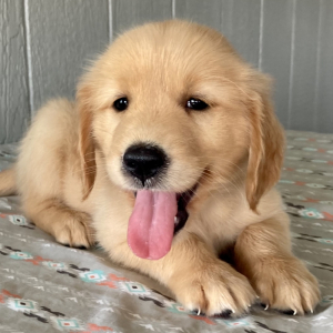 Golden Retriever Puppy Fiona