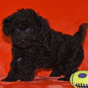 Poodle Puppy Piper