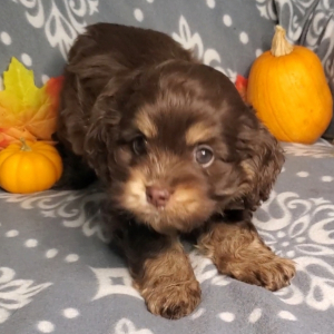 Cockapoo Puppy Rose