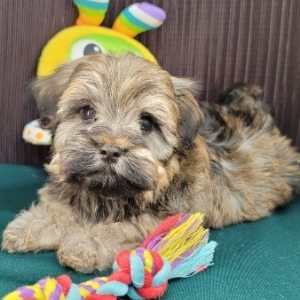 Havanese Puppy Seth